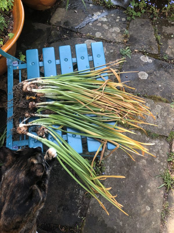 Daffodil leaves