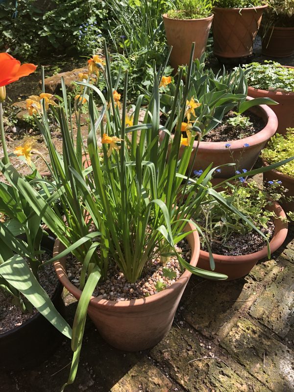 Daffodils in a terracotta pot