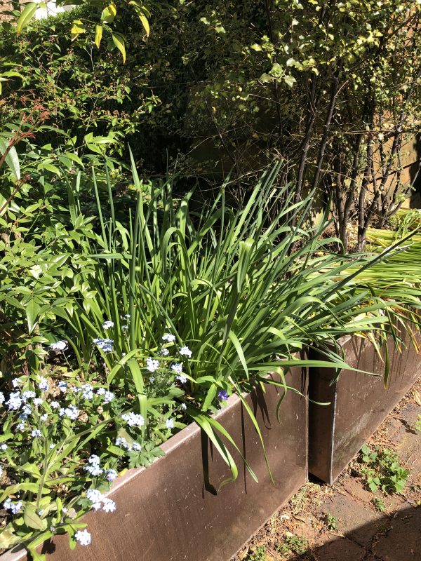 Daffodil leaves after the flowers are over