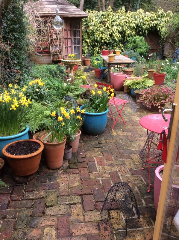 Daffodils in a small  garden