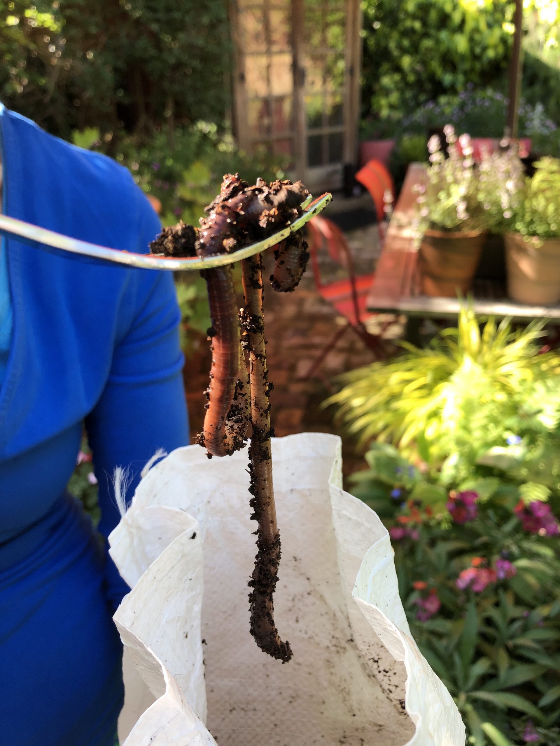 worms for the garden bought online in sealed bags advice for the reluctant gardener
