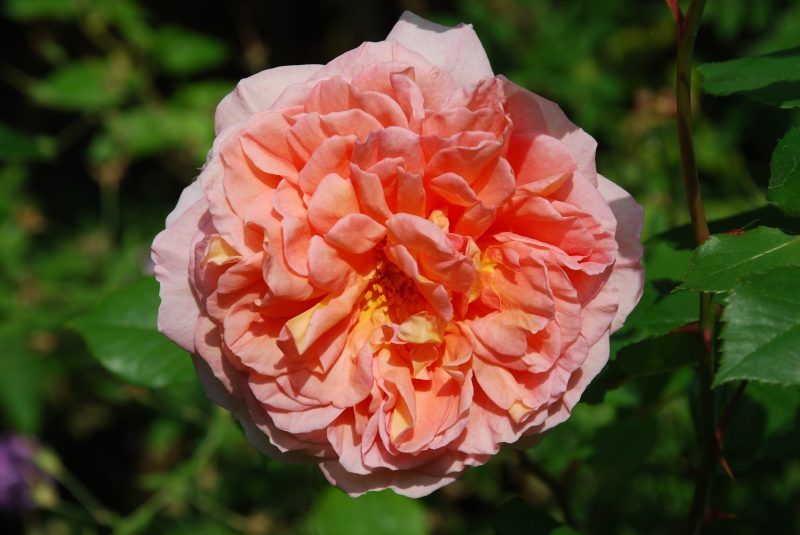 English rose in a cottage garden