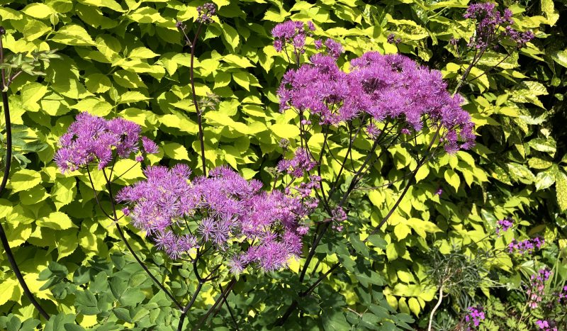 colour in a cottage garden