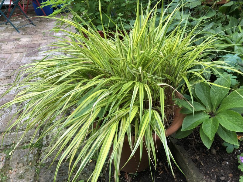 grasses in terracotta pot