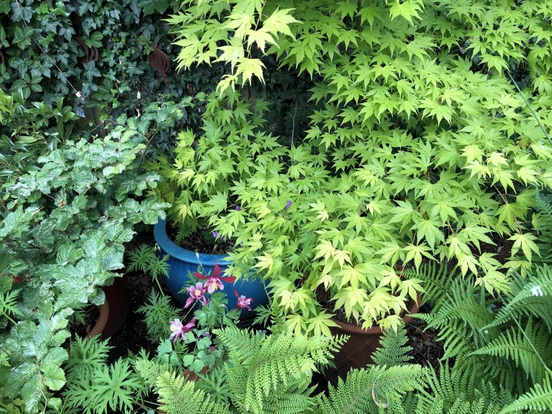 acer in a pot