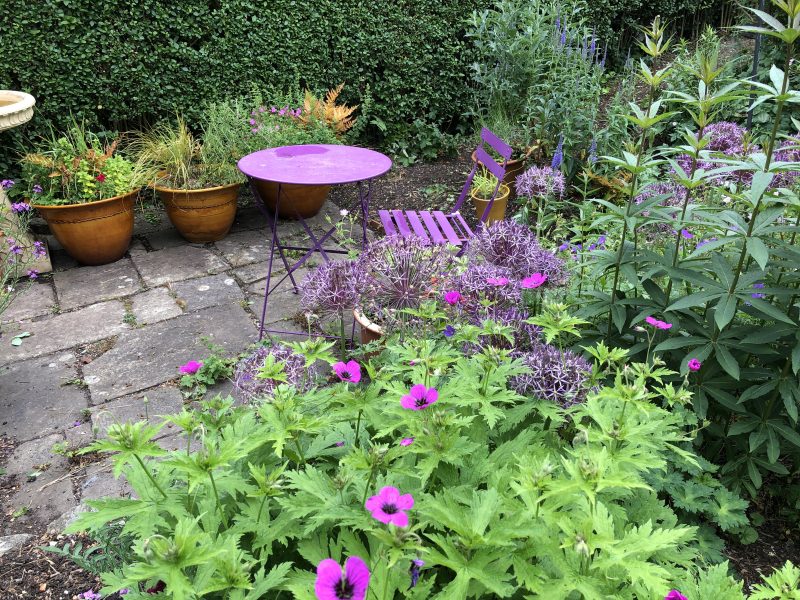 hardy geraniums