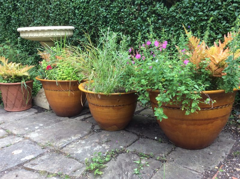 yellow ceramic pots in a cottage garden