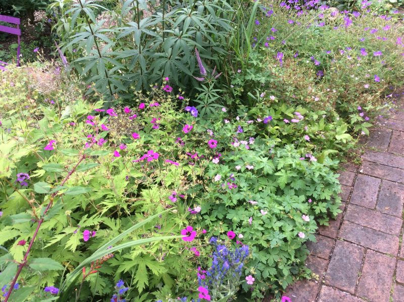 cottage garden planting