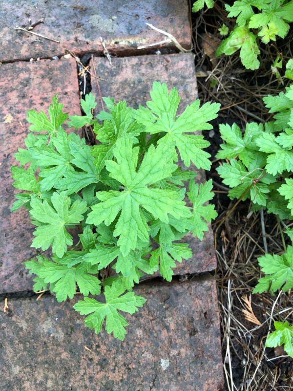 hardy geranium