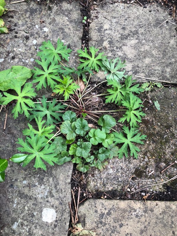 cottage garden self-seeded plants