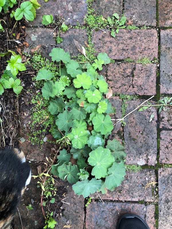 cottage garden self-seeded plants 