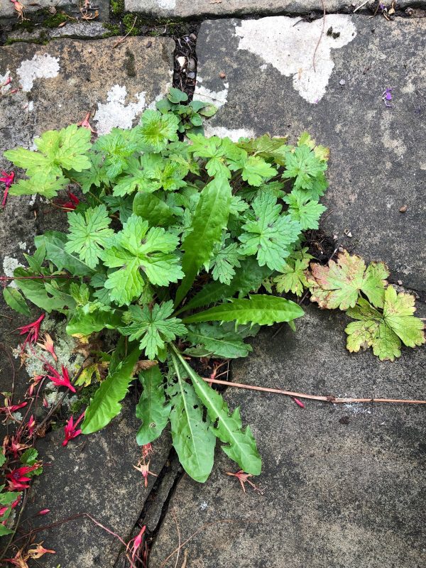 cottage garden self-seeded plants