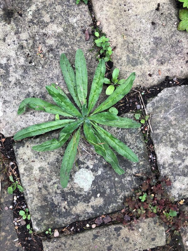 cottage garden self-seeded plants