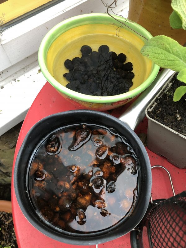 anemone corms for autumn planting