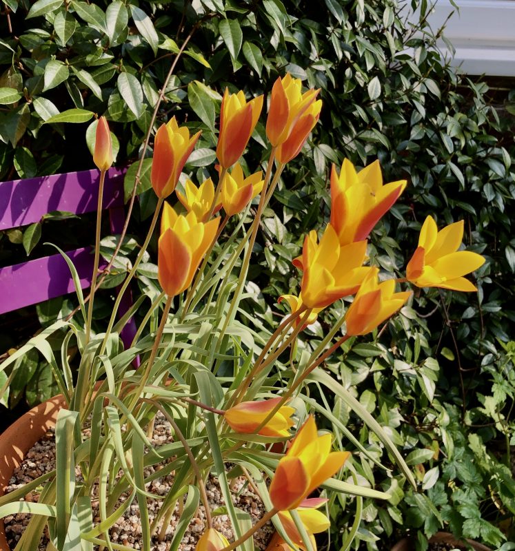 Species tulips in a pot