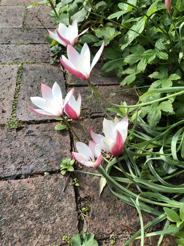 tulips in the cottage garden style 