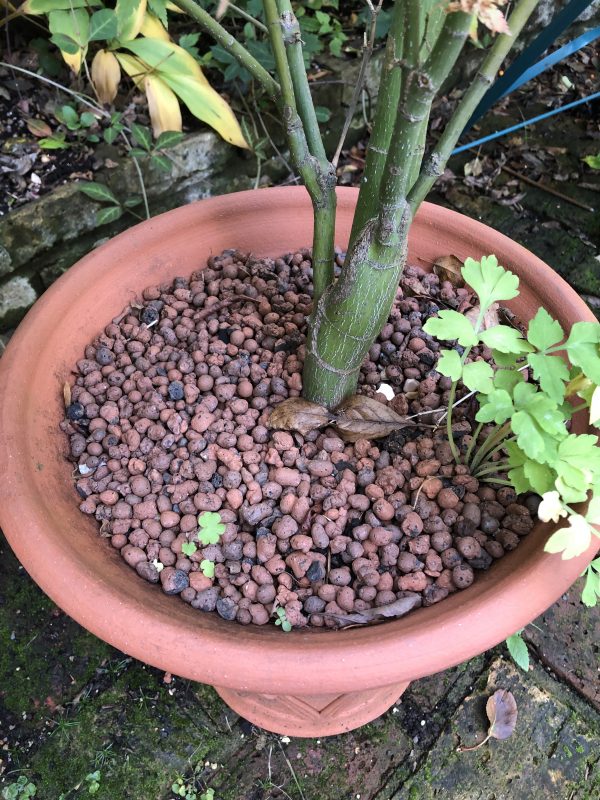 clay pebbles as decorative top dressing