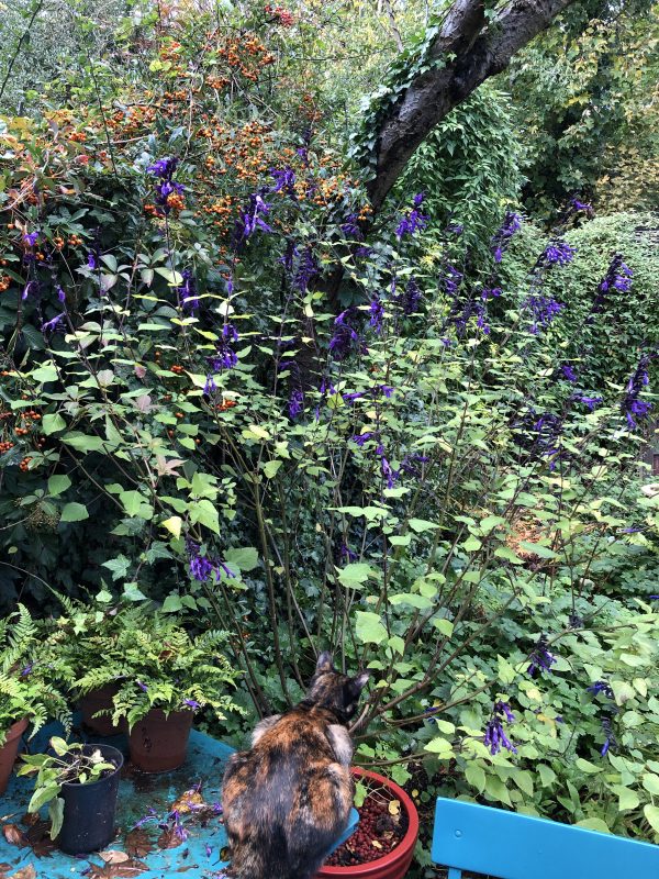 colourful planting in autumn