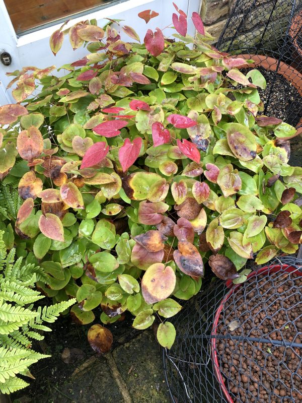 plants in winter cottage garden