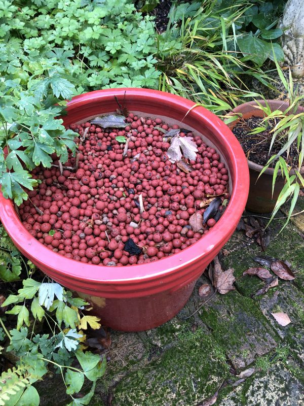 winter colour in a garden pot