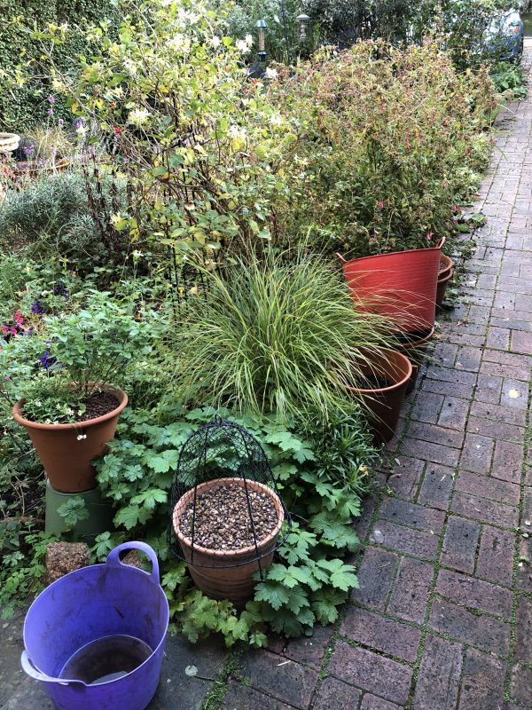 trugs in the garden