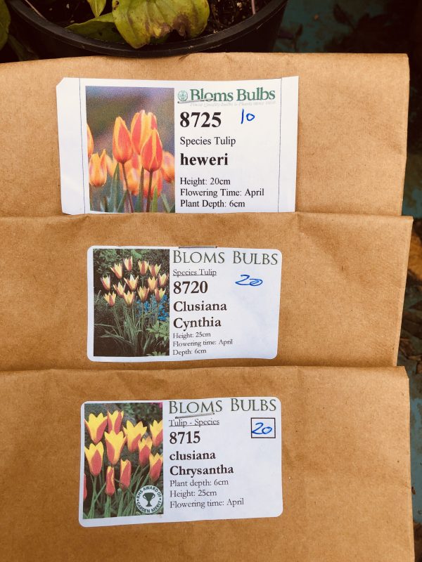 species tulips