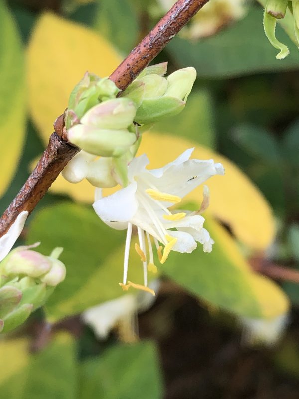 scented shrub