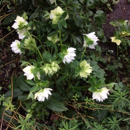 London Cottage Garden Blog