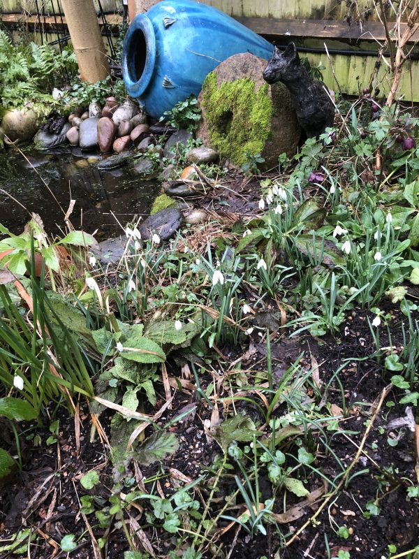 snowdrops in a cottage garden