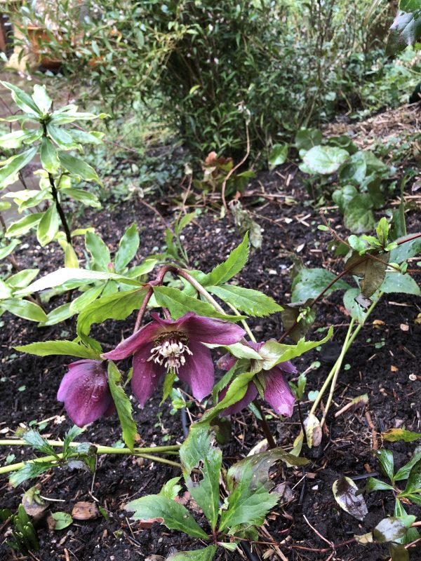 Hellebores are cottage garden plants