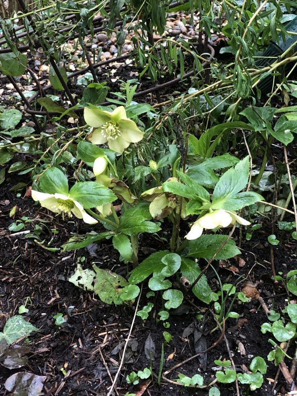 plant buying