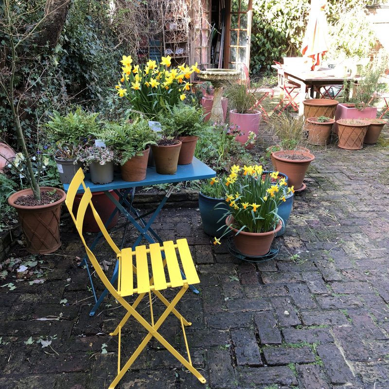 yellow daffodils yellow chair in a cottage garden