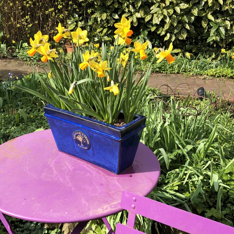 Introduce a new colour into your garden