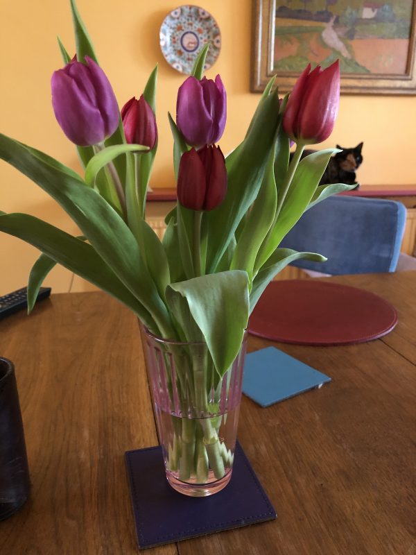 tulips in a vase