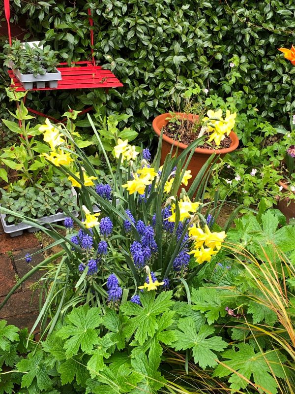 weatherproof cottage garden flowers