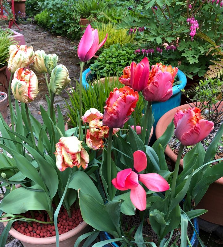 parrot tulips in a pot