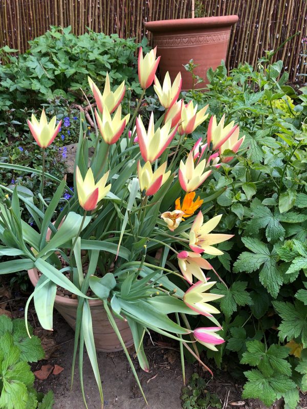 cottage garden flowers