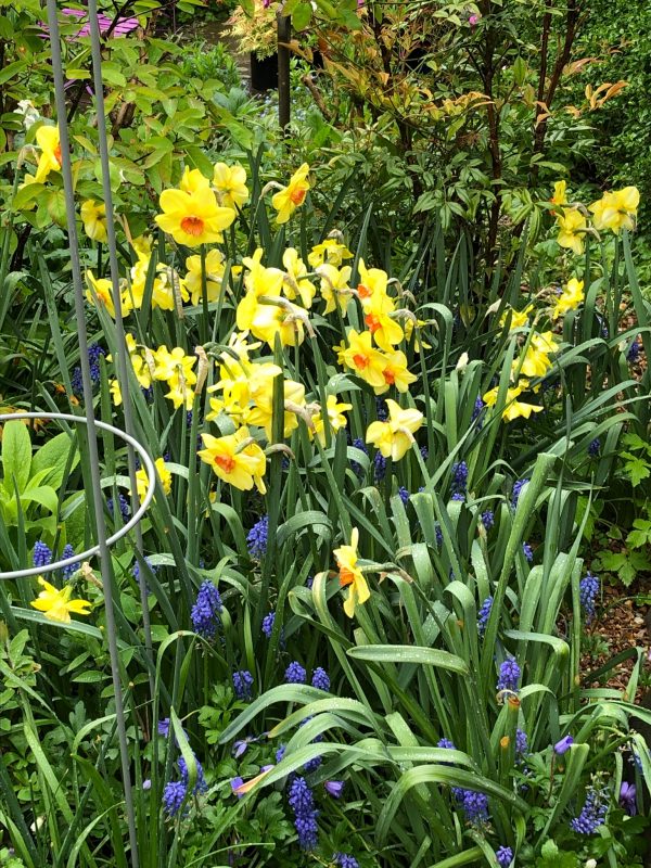 weatherproof cottage garden flowers