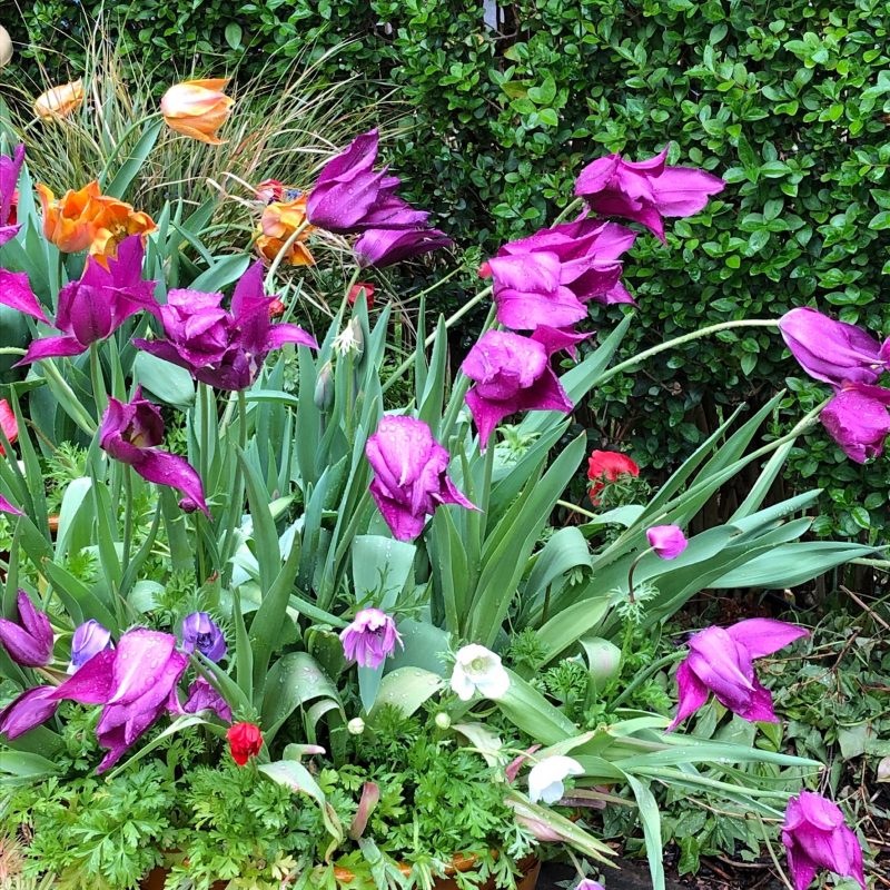 Tulips in a pot