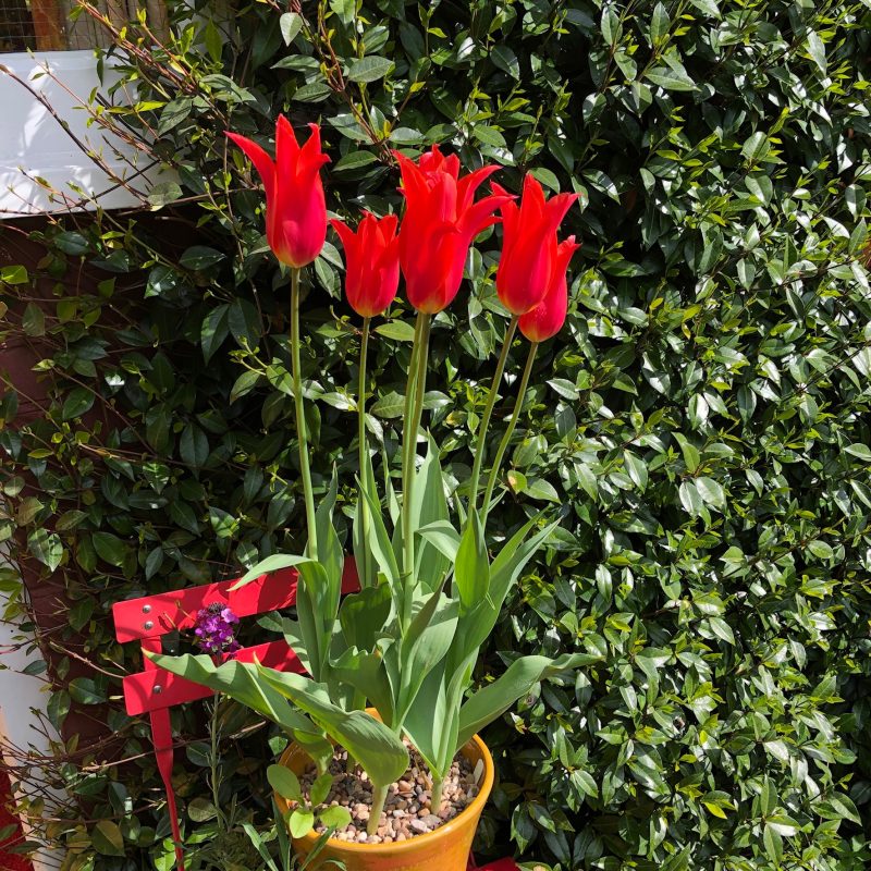 tulips in a pot