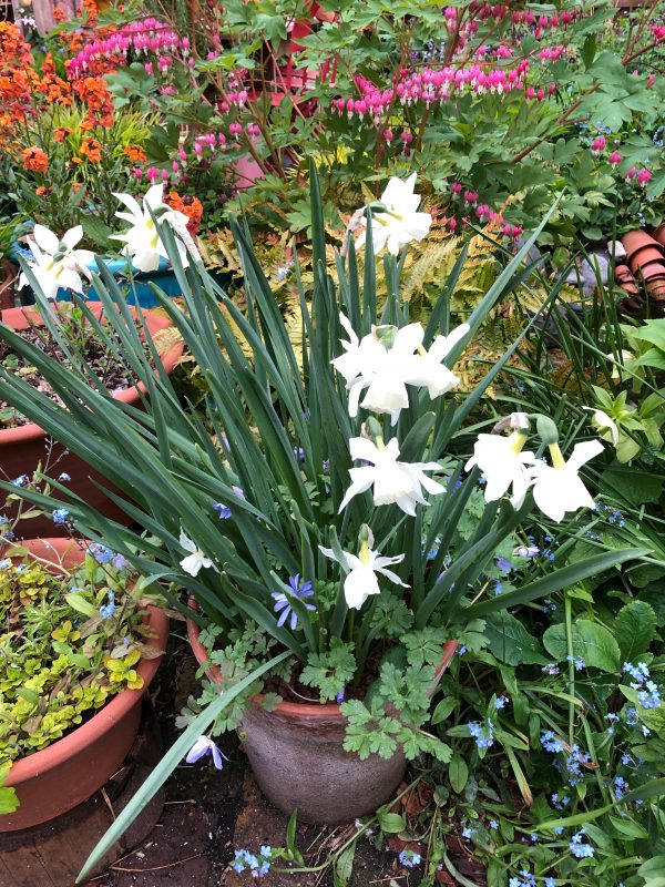 spring bulbs in a pot