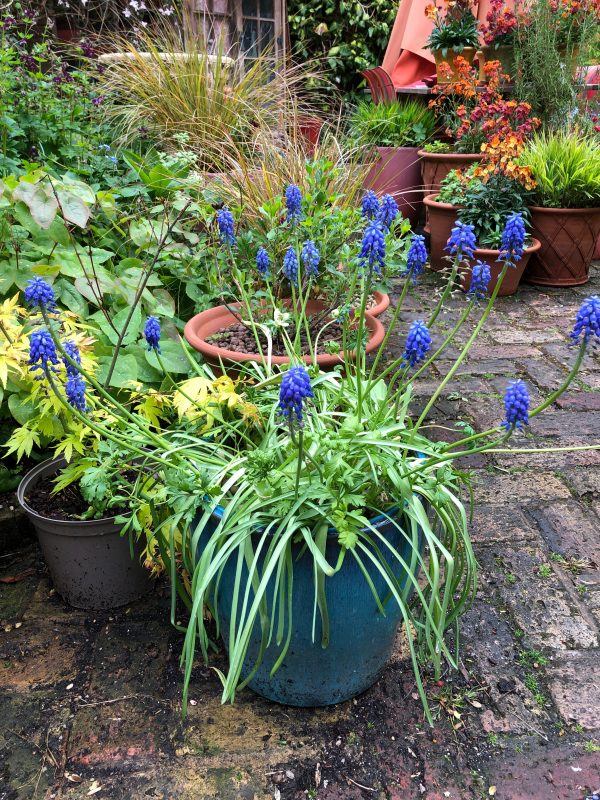 muscari in a blue pot