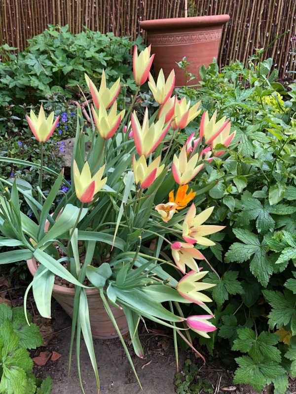 species tulips in a pot