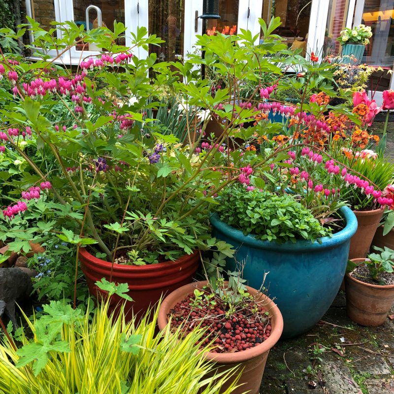 cottage garden plants