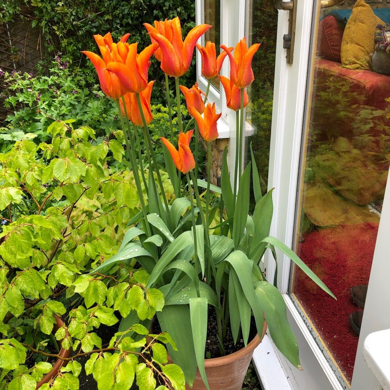 container gardening with tulips