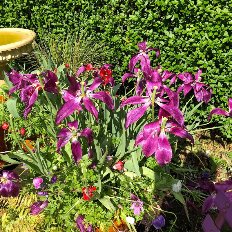 purple tulips in a pot