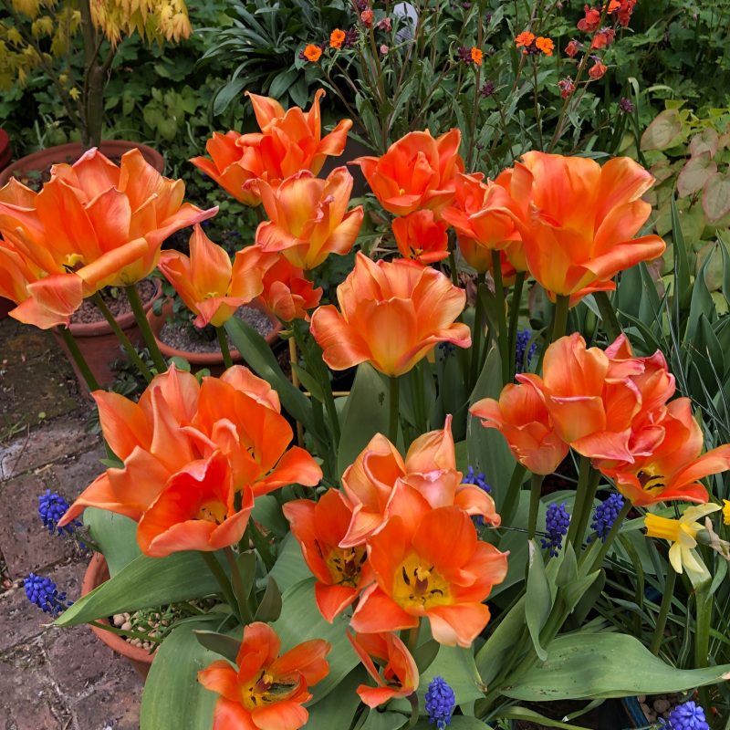 cottage garden tulips