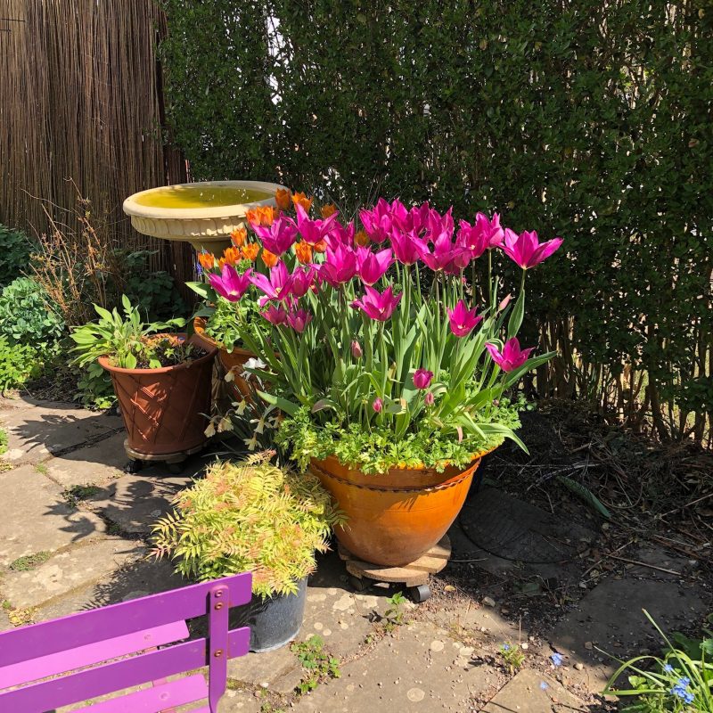 tulips in a pot