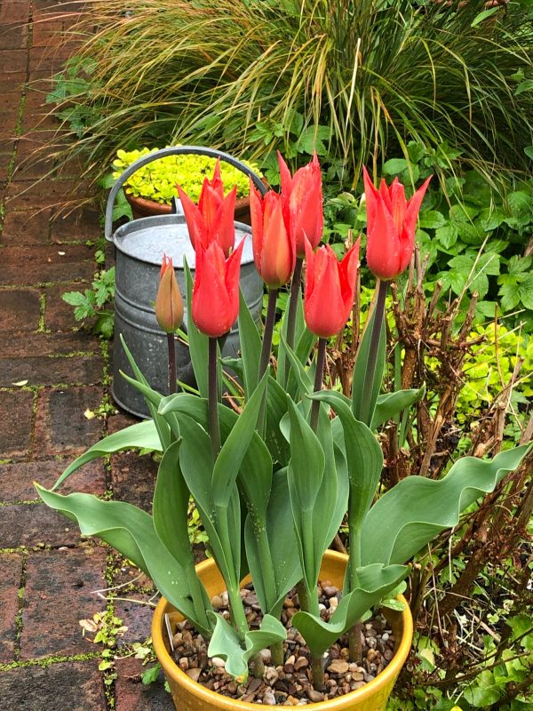 tulips in a pot