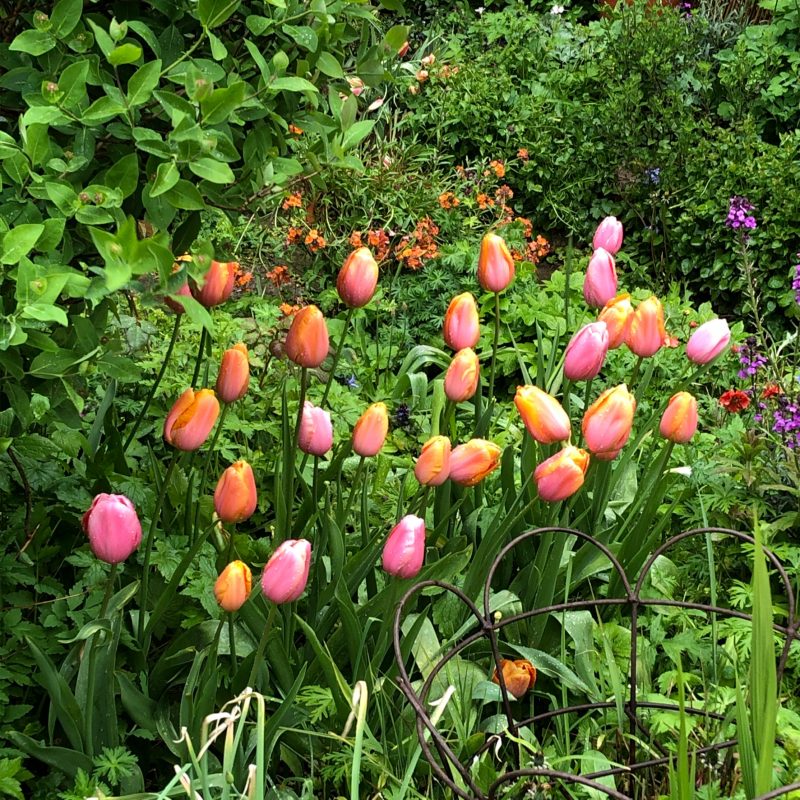 cottage garden tulips